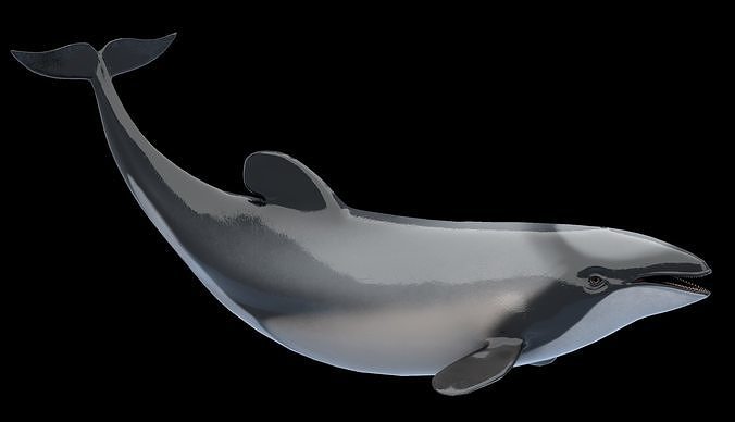dolphin vr download